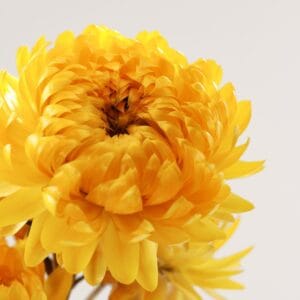 PAYOT PARIS Herbier FHuile de beauté visage 30ml - Imagen 3