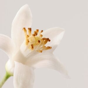 PAYOT PARIS Nue Crème Jeunesse Démaquillante 150ml - Imagen 3