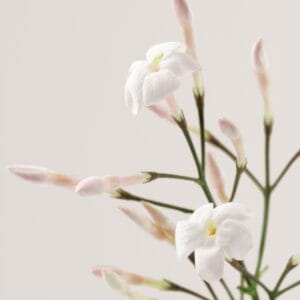 PAYOT PARIS N2 Crème Cachemire Apaisante 50ml - Imagen 3