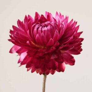 PAYOT PARIS N2 Sérum Douceur Pétales 30ml - Imagen 3